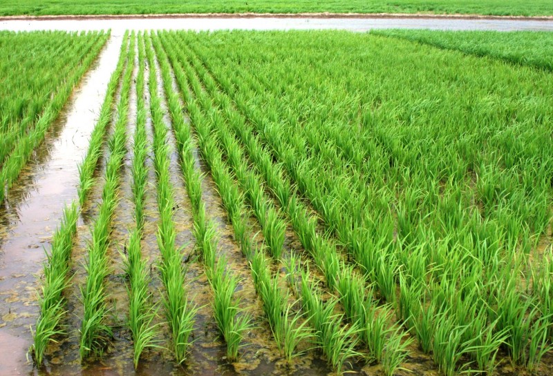 Plantio de arroz deve chegar a 90% de área semeada na próxima semana