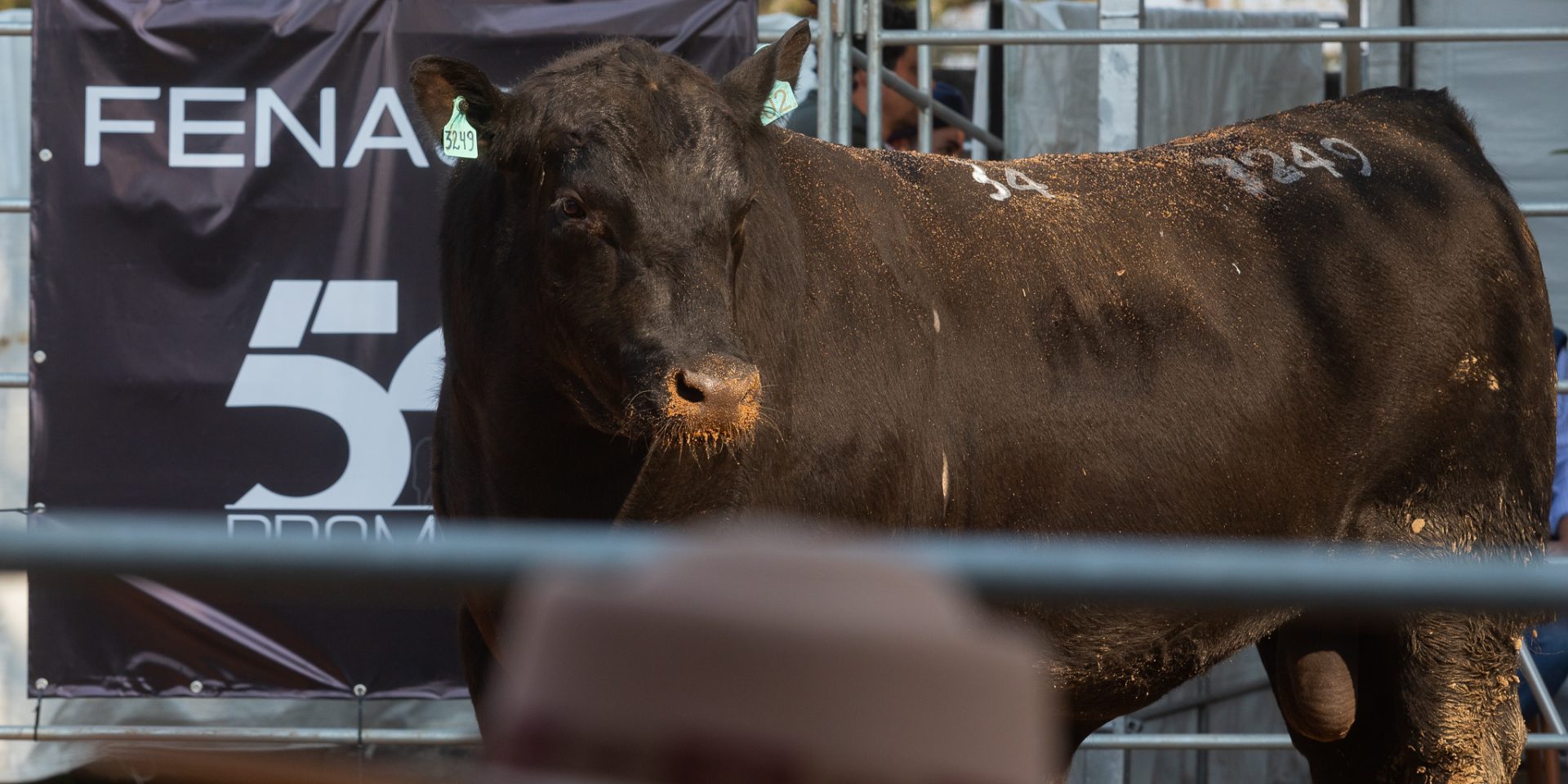 Cenário otimista para o mercado do boi deverá prosseguir em 2025