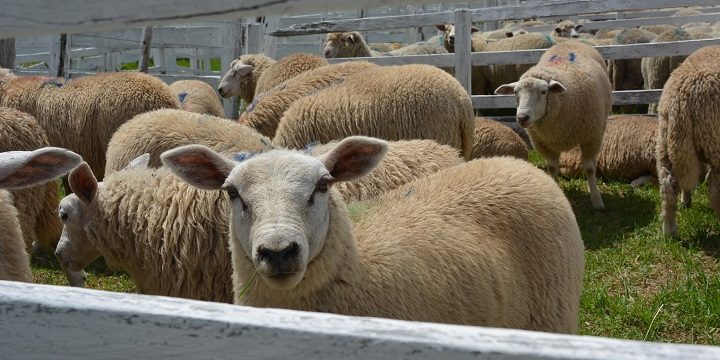 Pinheiro Machado prepara a 41ª edição da Feovelha