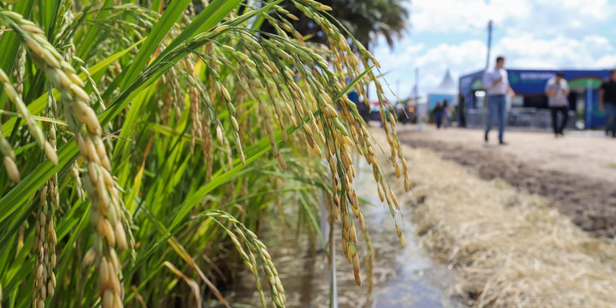 Inovação e sustentabilidade na Abertura Oficial da Colheita do Arroz