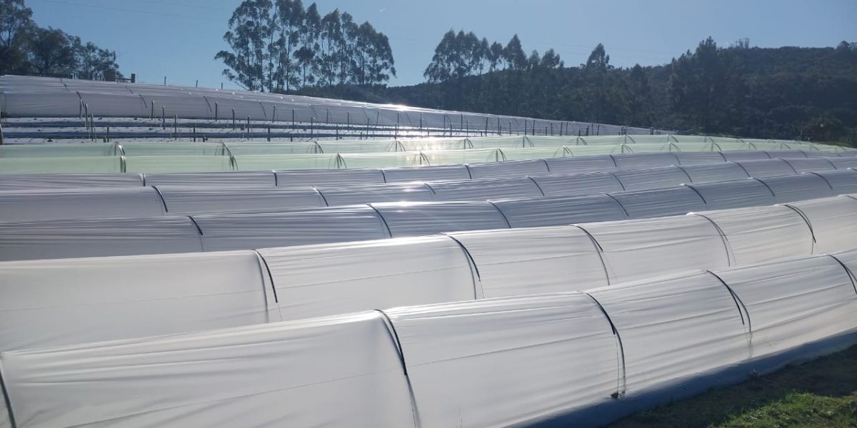 Mudas brasileiras e cultivo garantem morangos o ano inteiro
