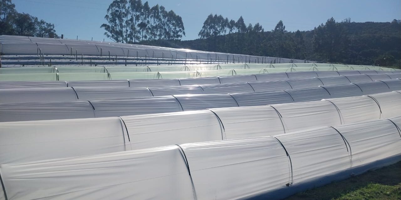 Mudas brasileiras e cultivo garantem morangos o ano inteiro