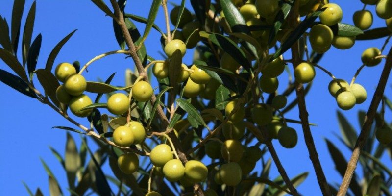 Embrapa e Ibraoliva firmam parceria para pesquisas em olivicultura