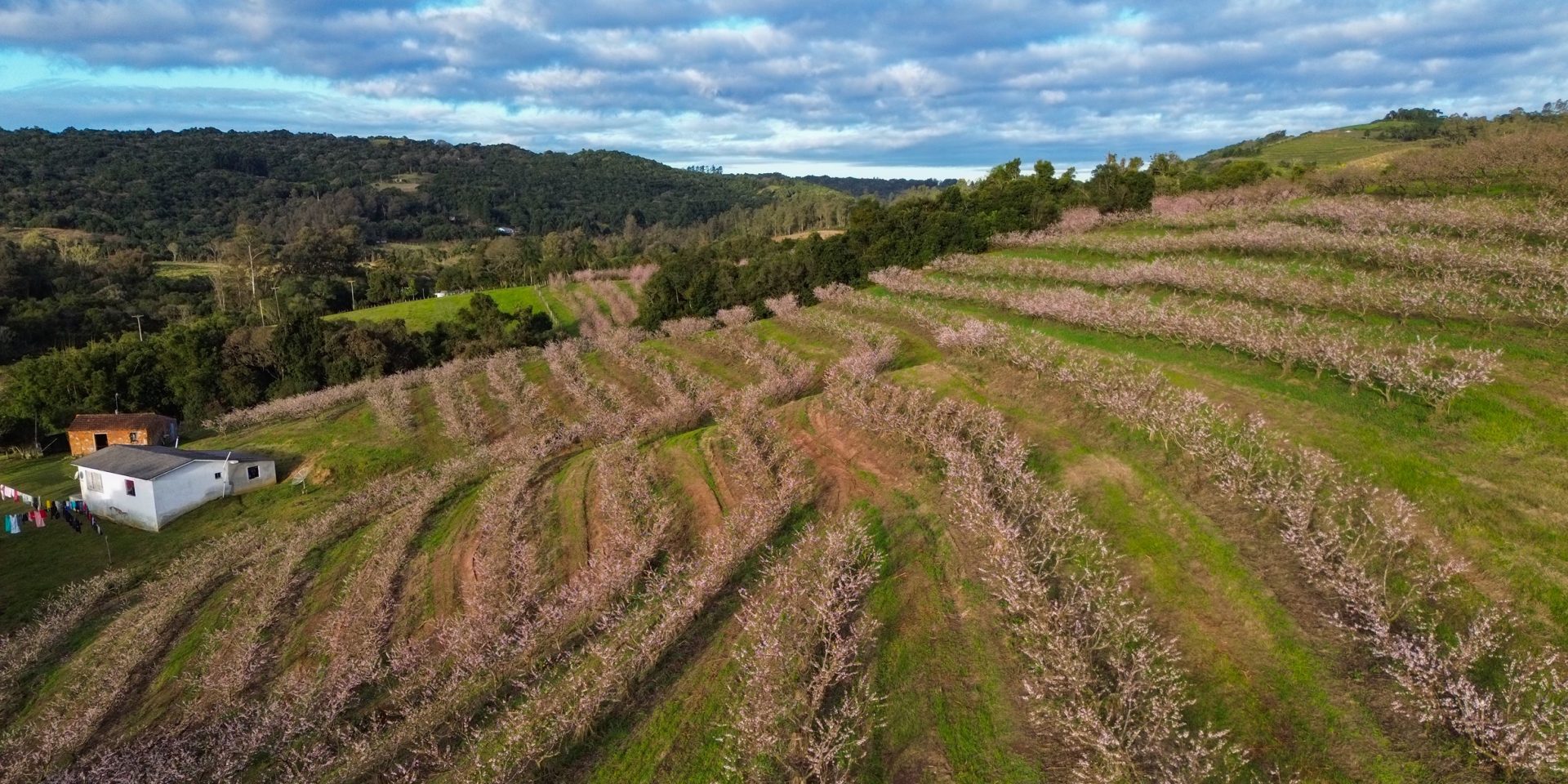 Pelotas perdeu 15,9% de vegetação natural em 38 anos