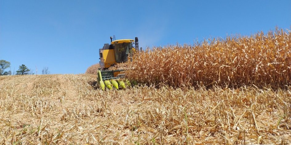 Produtores rurais participam de Dia de Campo para aprimorar cultivo de milho