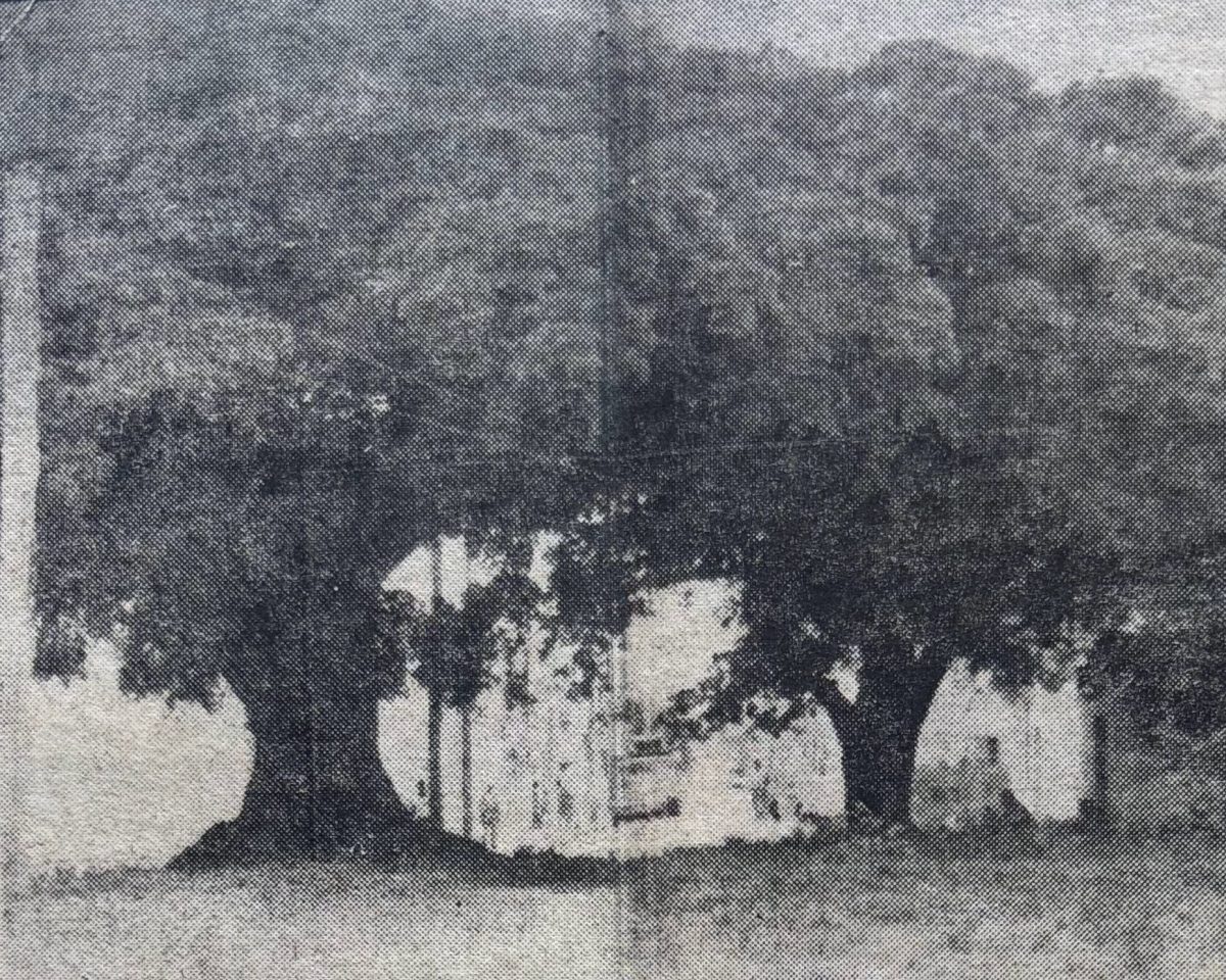 Ary Alcântara queria que a comunidade decidisse sobre a derrubada de duas figueiras