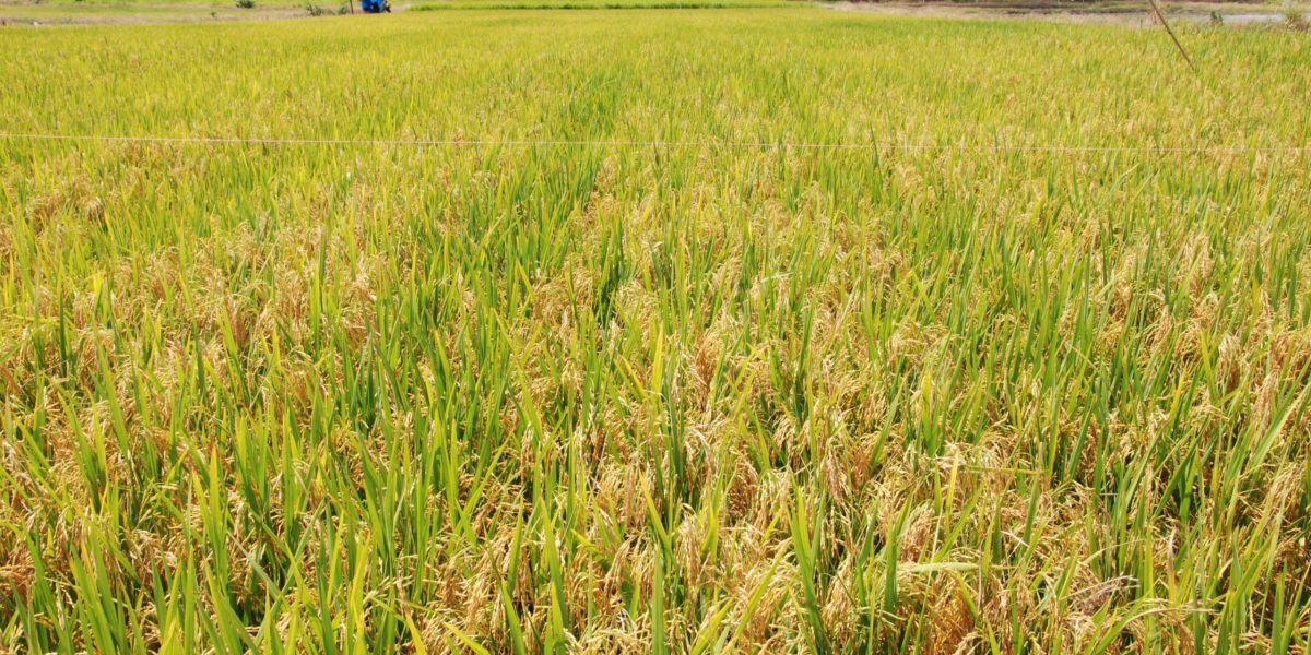 Conab diz que Rio Grande do Sul deve ter leve redução na safra de grãos em 2025