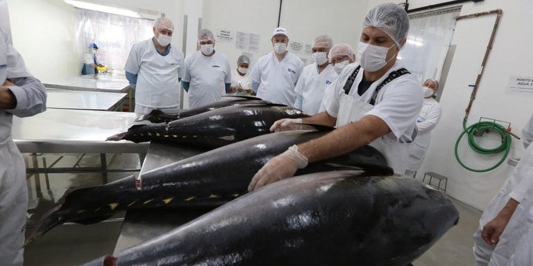 Atum será o primeiro pescado rastreado da costa brasileira