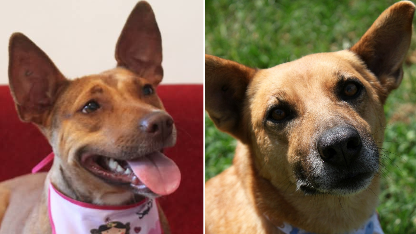 SOS Animais promove feira de adoção de cães e gatos neste domingo