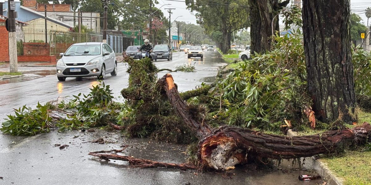 Galho de árvore cai e atinge carro na Domingos de Almeida