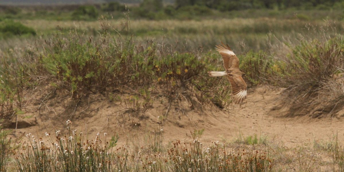 Fim do La Niña não diminui preocupação com estiagem