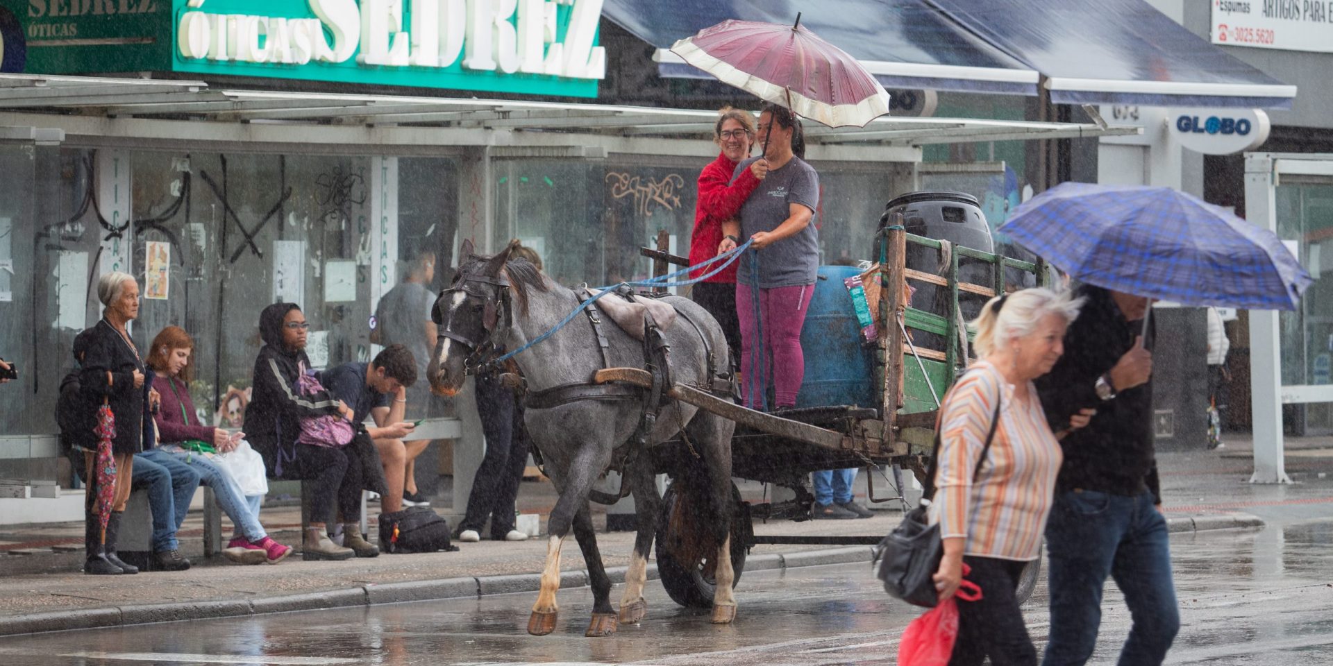 MP volta a recomendar a proibição de veículos de tração animal em Pelotas