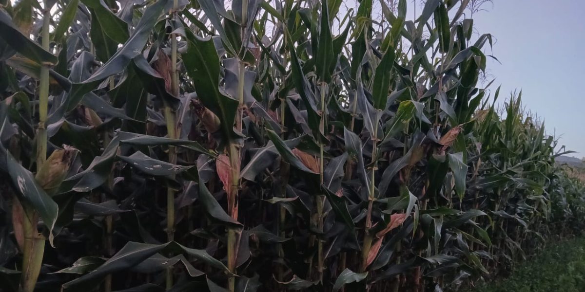 Dia de Campo contará com a apresentação de 36 variedades de milho