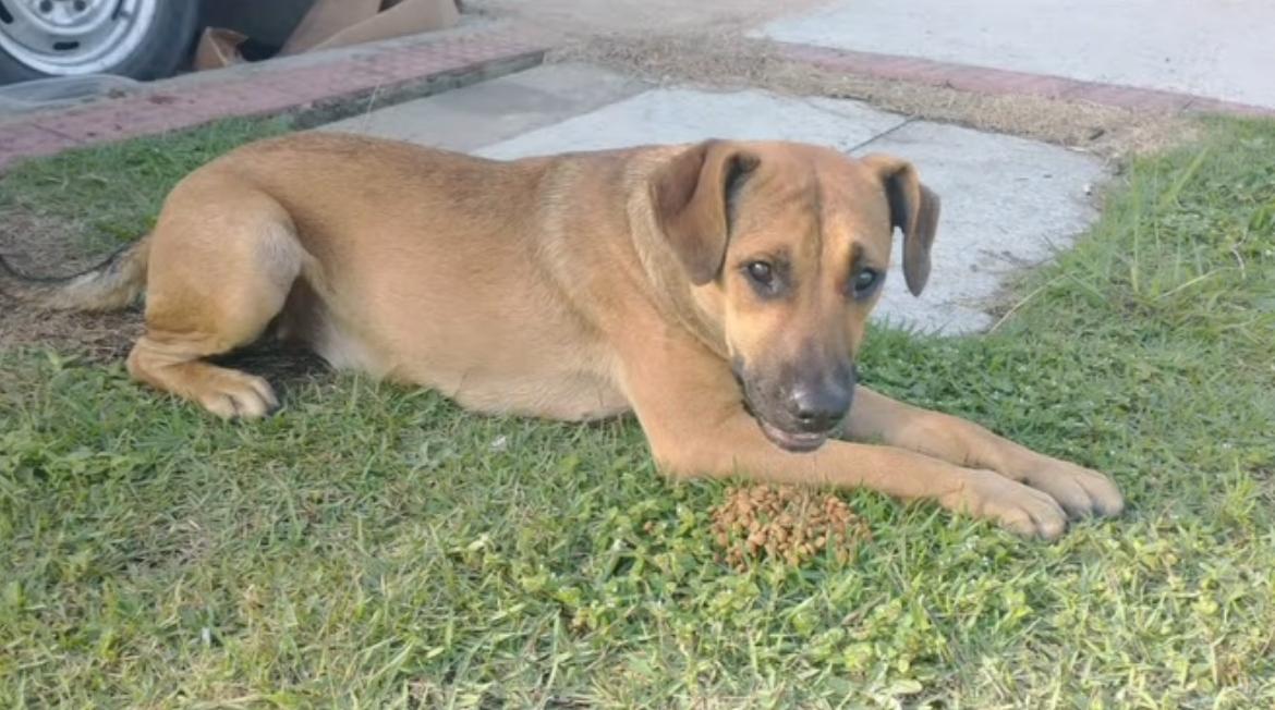 Cadela é morta a pauladas no Fragata