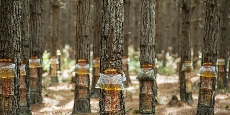 Indústria gaúcha de celulose investe R$ 37 milhões em São José do Norte