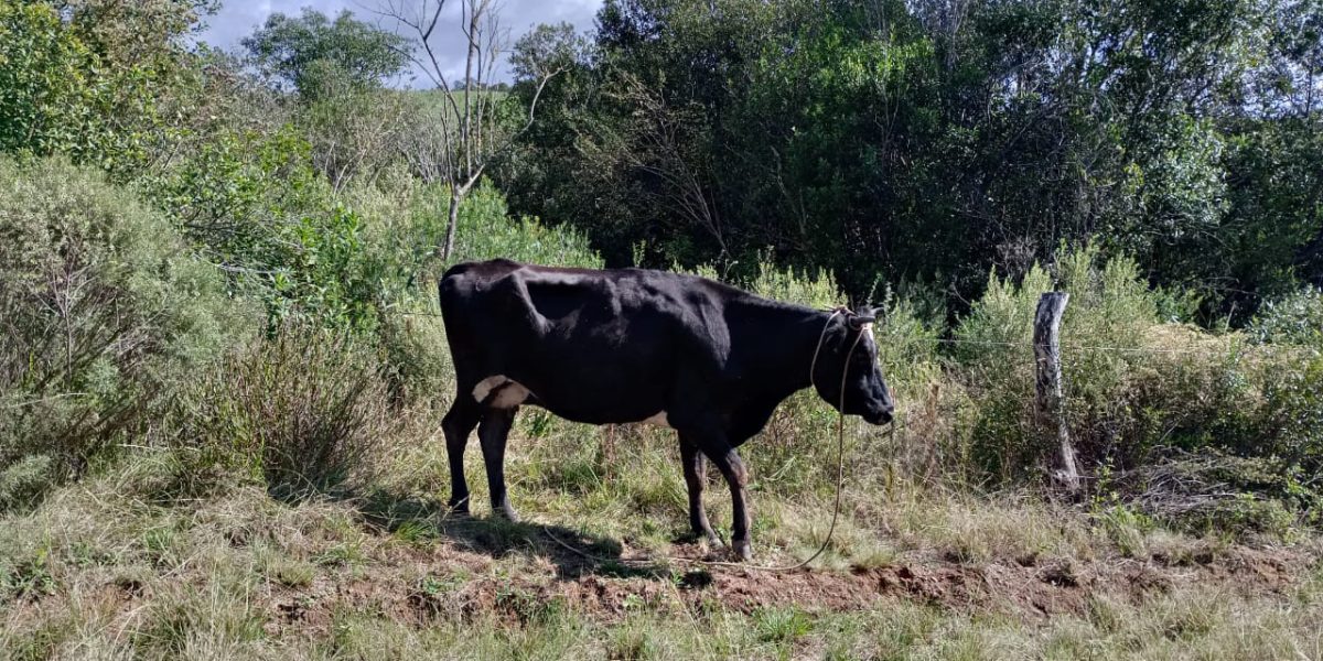 Decrab desmantela quadrilha que invadia fazendas de gado