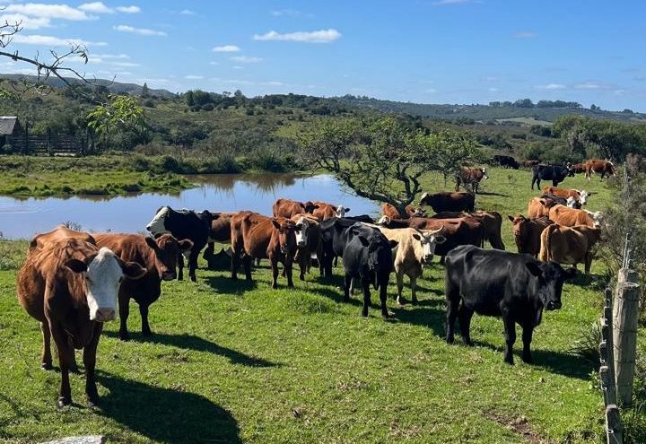 Aumento de abigeatos é registrado em Herval