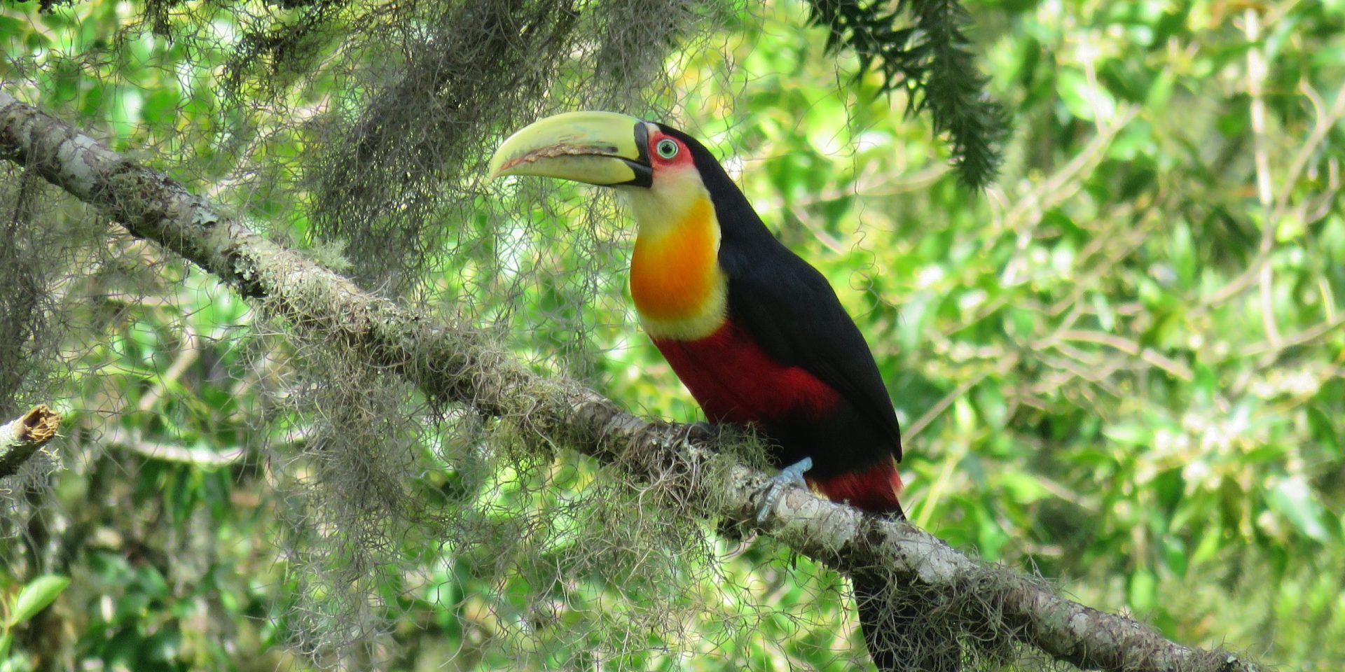 Região sul pode ser reflorestada a partir do deslocamento da Mata Atlântica