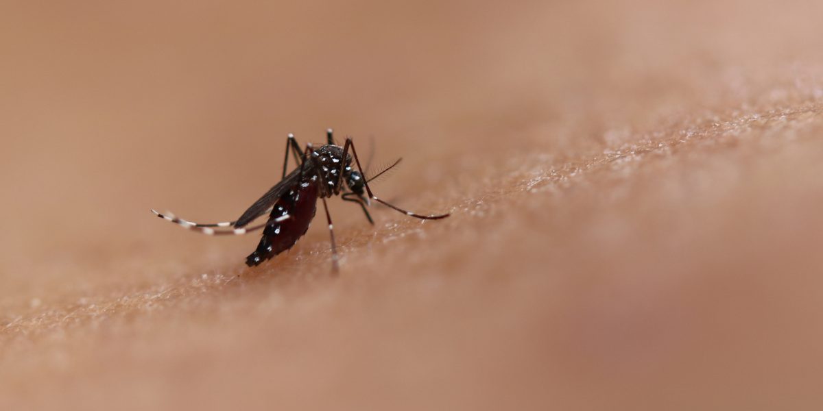 Pelotas registra primeiro caso de Chikungunya em 2025