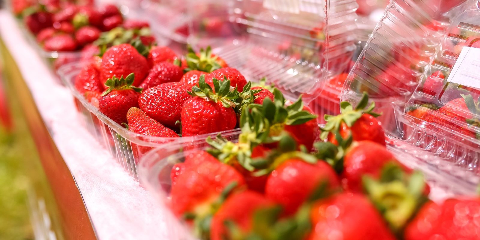 Nova edição do Dia do Campo celebra cultura do morango