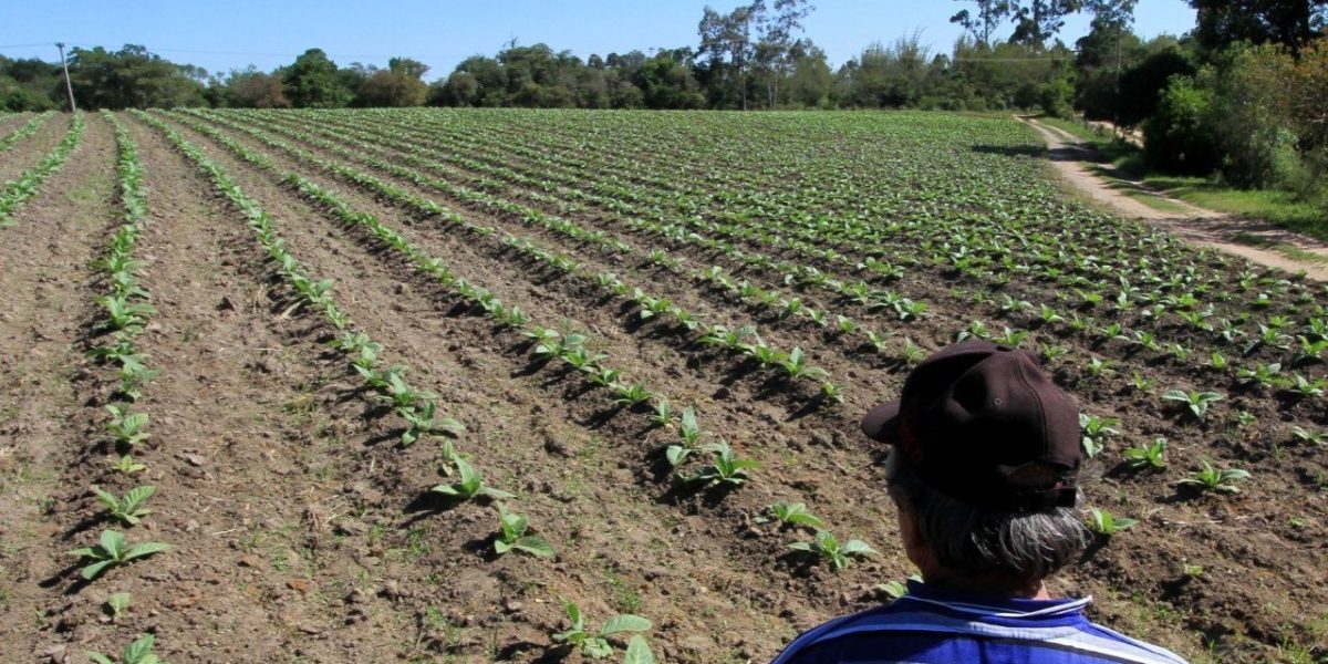 Frente Parlamentar em Defesa da Produção de Tabaco é lançada em Canguçu