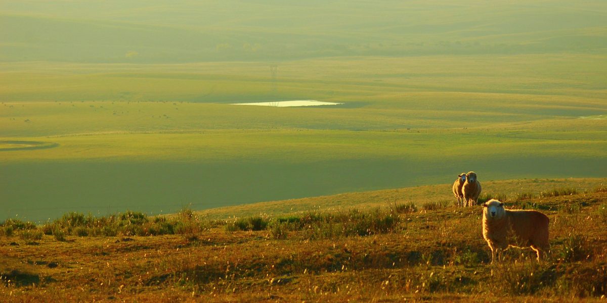 Decreto regulamenta conservação e uso sustentável do Pampa