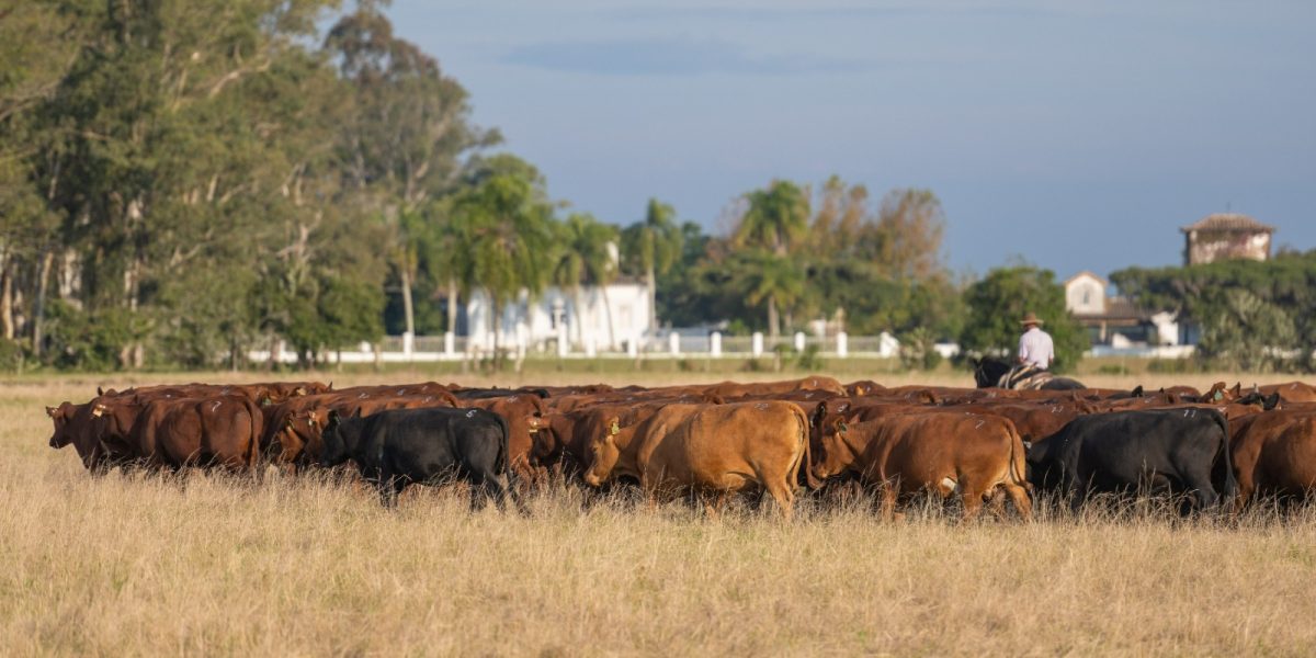 Estância da Gruta aposta na inovação com leilão pioneiro de fêmeas Montana