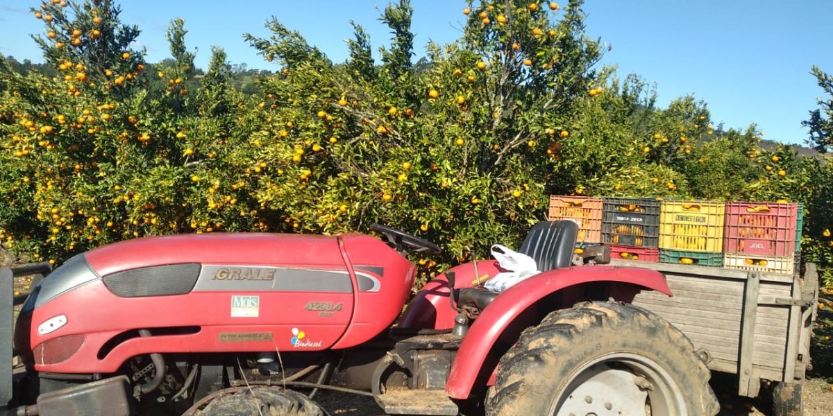 Safra da bergamota fica acima da média esperada