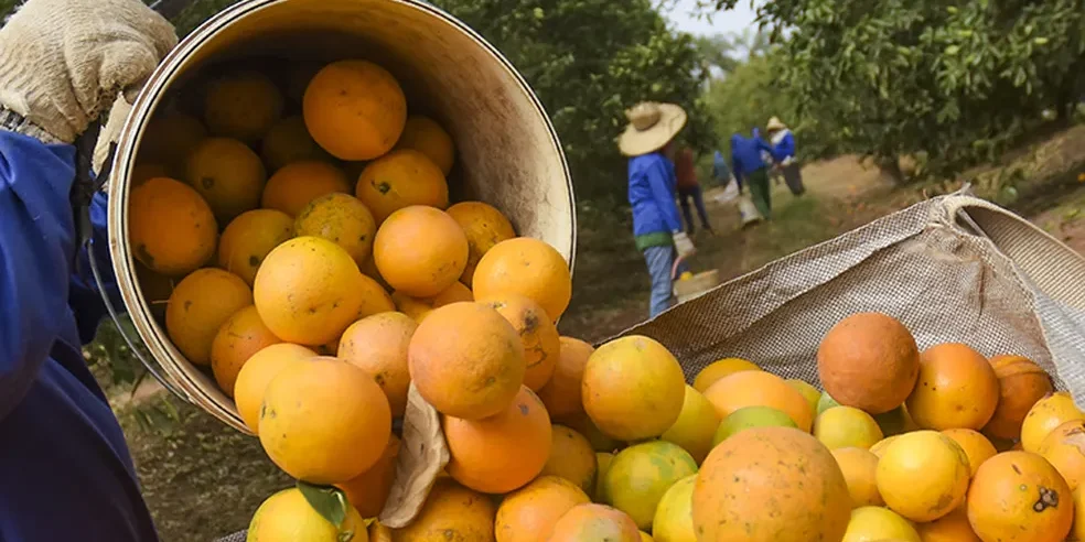 Cooperativa Ecocitrus planeja expansão da citricultura na região