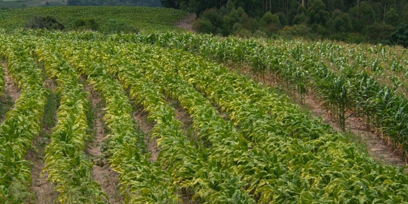 Taxação extra dos EUA ao Brasil gera insegurança ao setor de tabaco