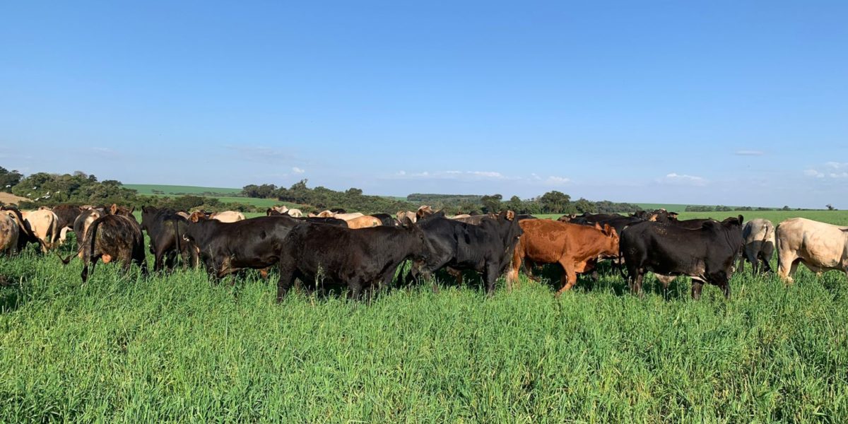 Pecuaristas da Região Sul observam com preocupação taxação dos EUA