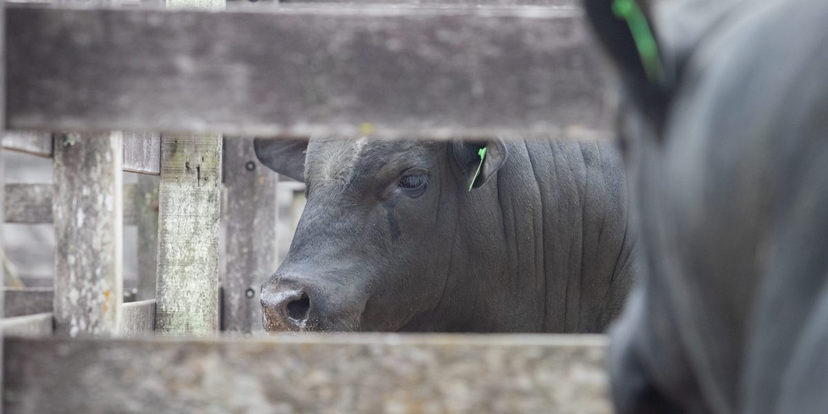 Medidas taxativas de Trump podem impactar o Brasil em R$ 175 bilhões