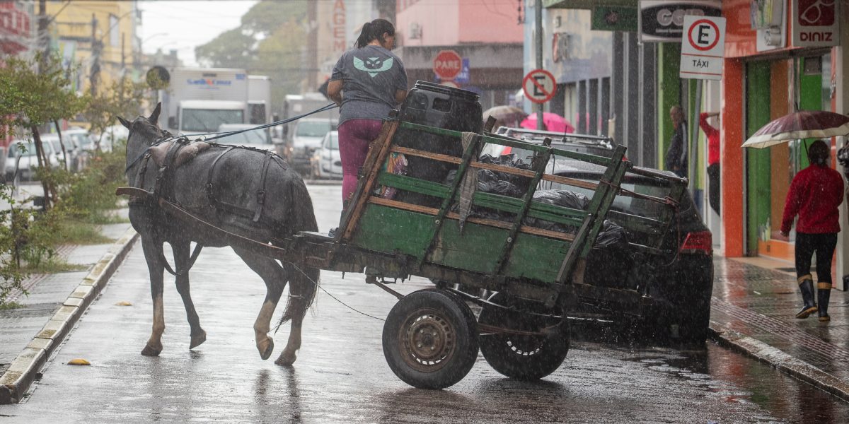 Lei proíbe uso de tração animal para transporte de itens da construção civil