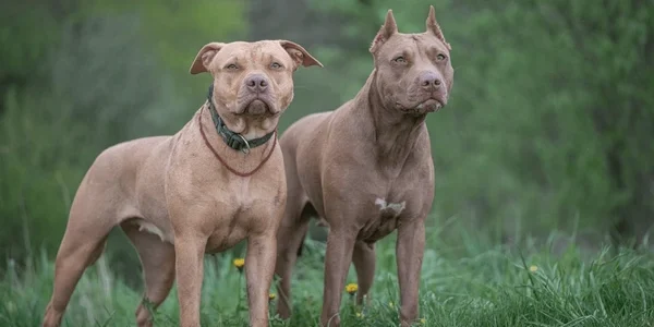 Vereadores de Rio Grande propõem regramento que limita a criação de pit bull