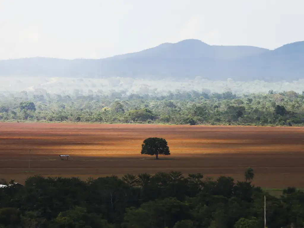 Brasil perdeu quase 112 milhões de hectares de áreas naturais em 40 anos