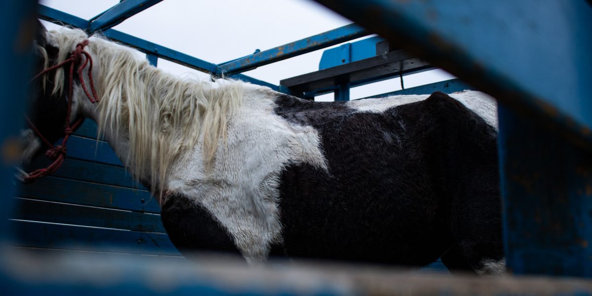 Projeto de Lei aumenta pena para crime de maus tratos aos animais