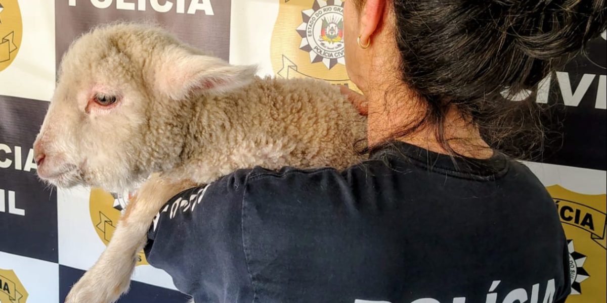 Polícia Civil apreende ovelha furtada e em situação de maus tratos