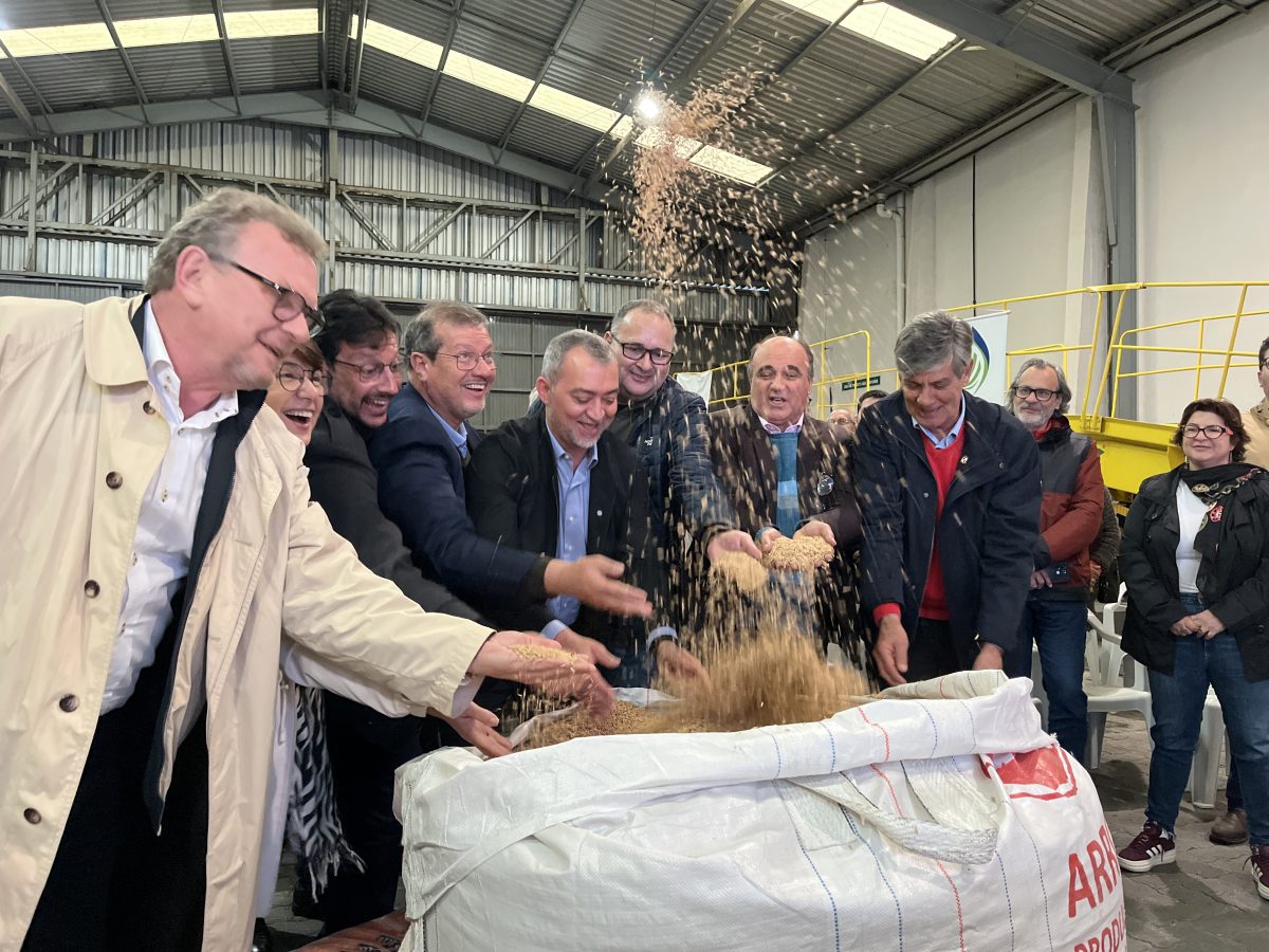 Ato em Pelotas marca retomada do estoque de arroz da Conab