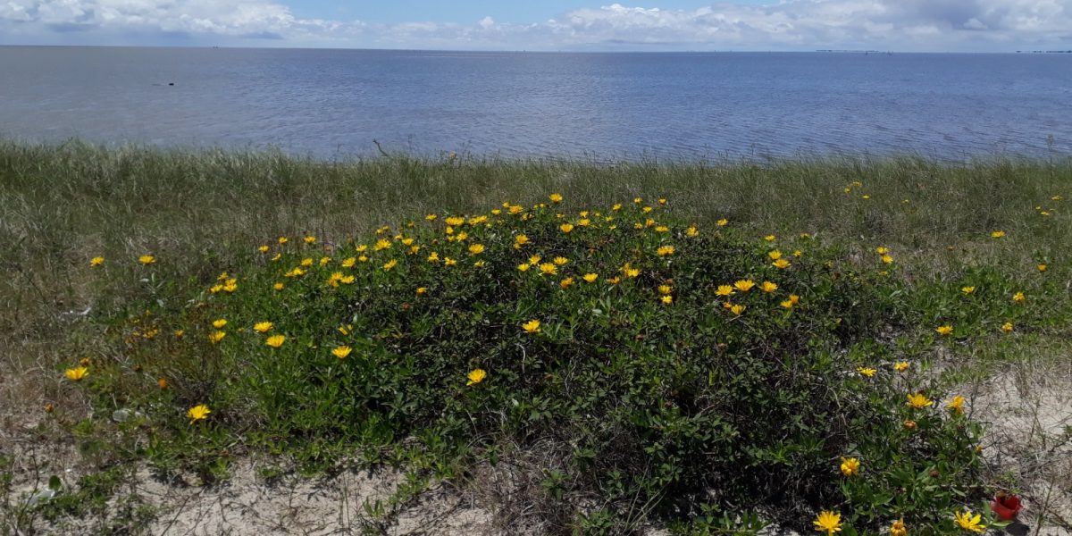 Planta exclusiva da região corre risco de extinção