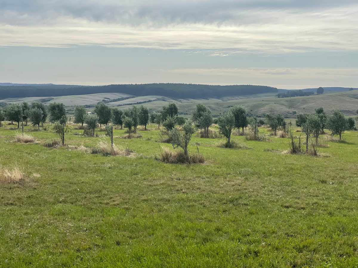 Azeite da Olivas D’Altas conquista selo Produtos Premium RS na safra 2025