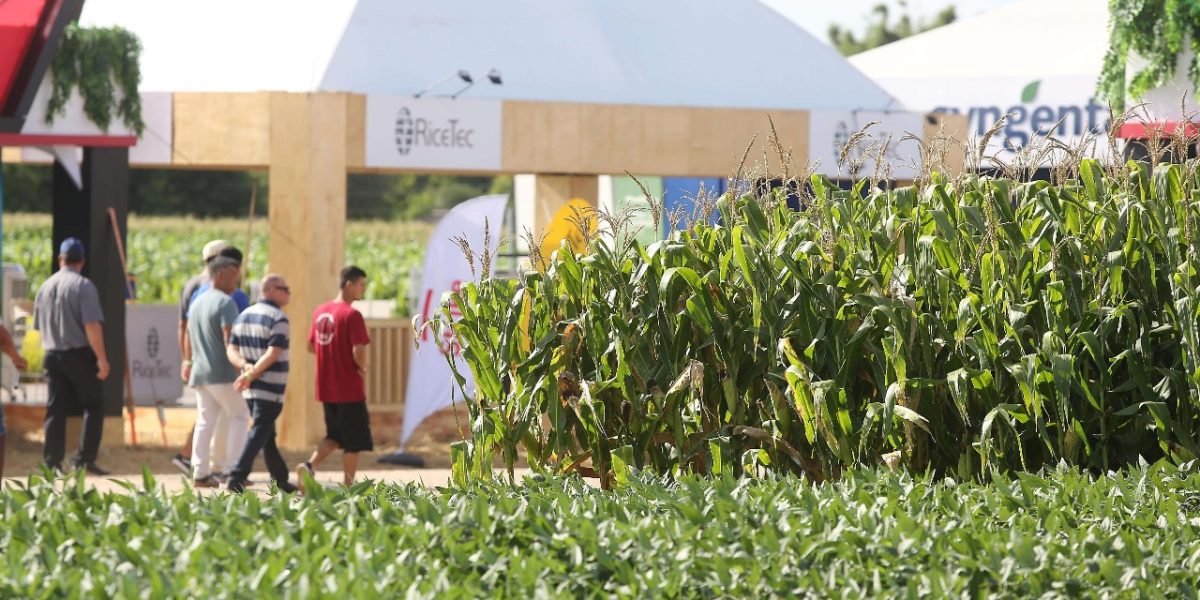 Mercado do arroz e incentivo ao consumo do cereal terão destaque no Congresso de Arroz Irrigado