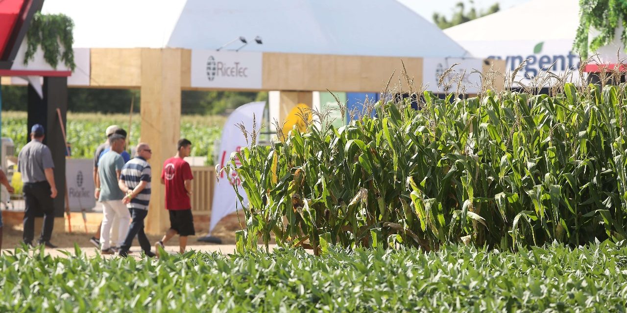 Mercado do arroz e incentivo ao consumo do cereal terão destaque no Congresso de Arroz Irrigado