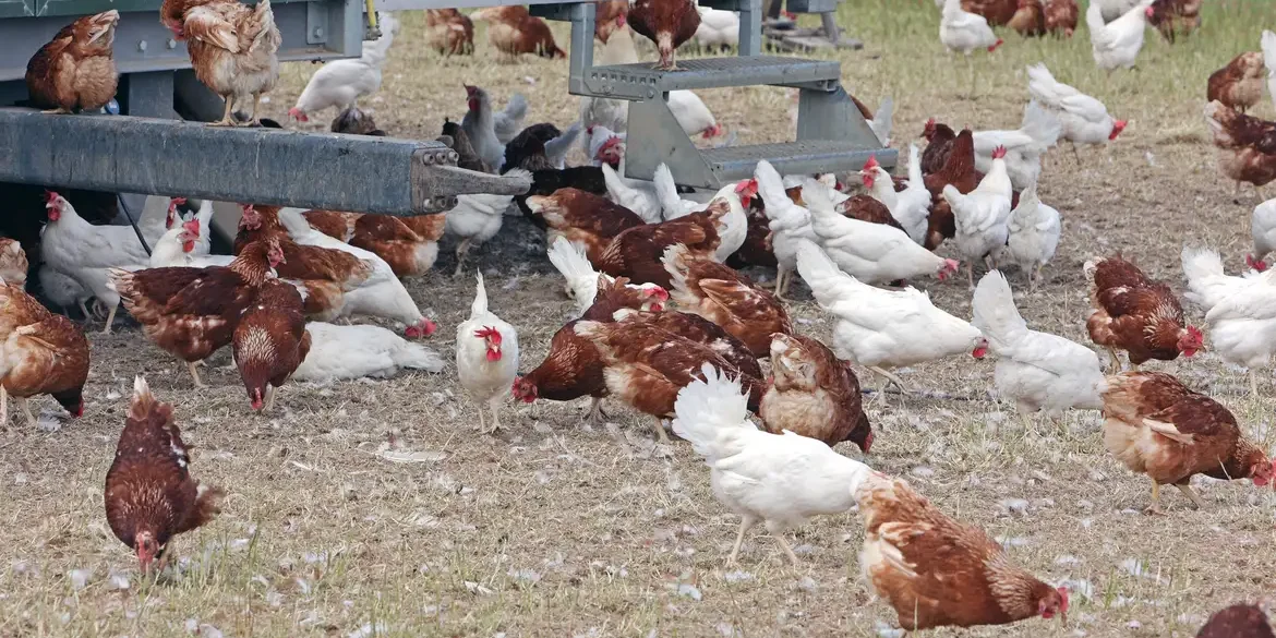 Rio Grande do Sul retoma exportação de aves à Arábia
