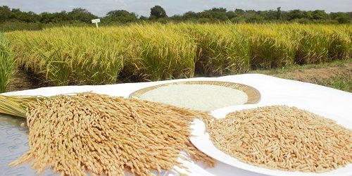 Congresso Brasileiro do Arroz apresenta tecnologias e inovações em Pelotas