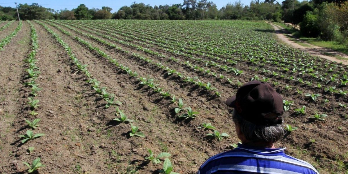 Entidades alertam para impacto da taxação no fumo da região