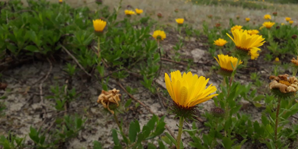 Planta nativa do Litoral Sul está ameaçada de extinção