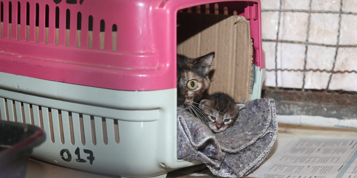 Pelotas registra 19 casos de esporotricose em humanos