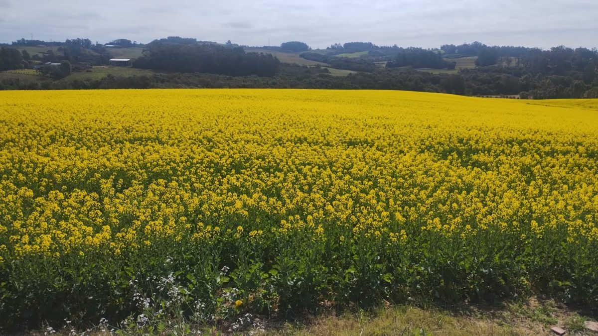 Produtores apostam na produção de canola como cultivo alternativo ao trigo