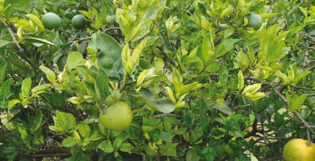 Produtores de citros da região recebem alerta sobre doença que ameaça plantações no país