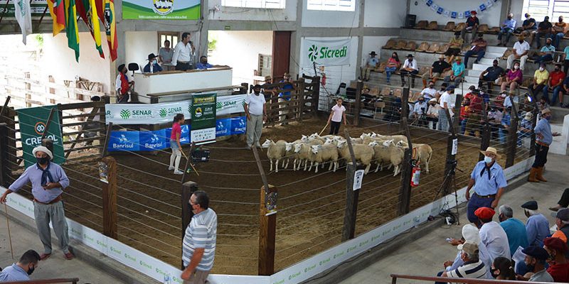 Sindicato Rural de Pinheiro Machado lança 42ª Feovelha na Expointer